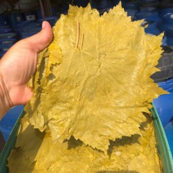 Salamura yaprak mayıs uç yaprağı (net 3kg)